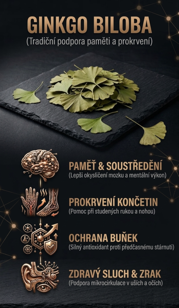 Lístky čaje Ginkgo Biloba na tmavém kontrastním pozadí. Vizuál znázorňující sílu čaje Ginkgo biloba